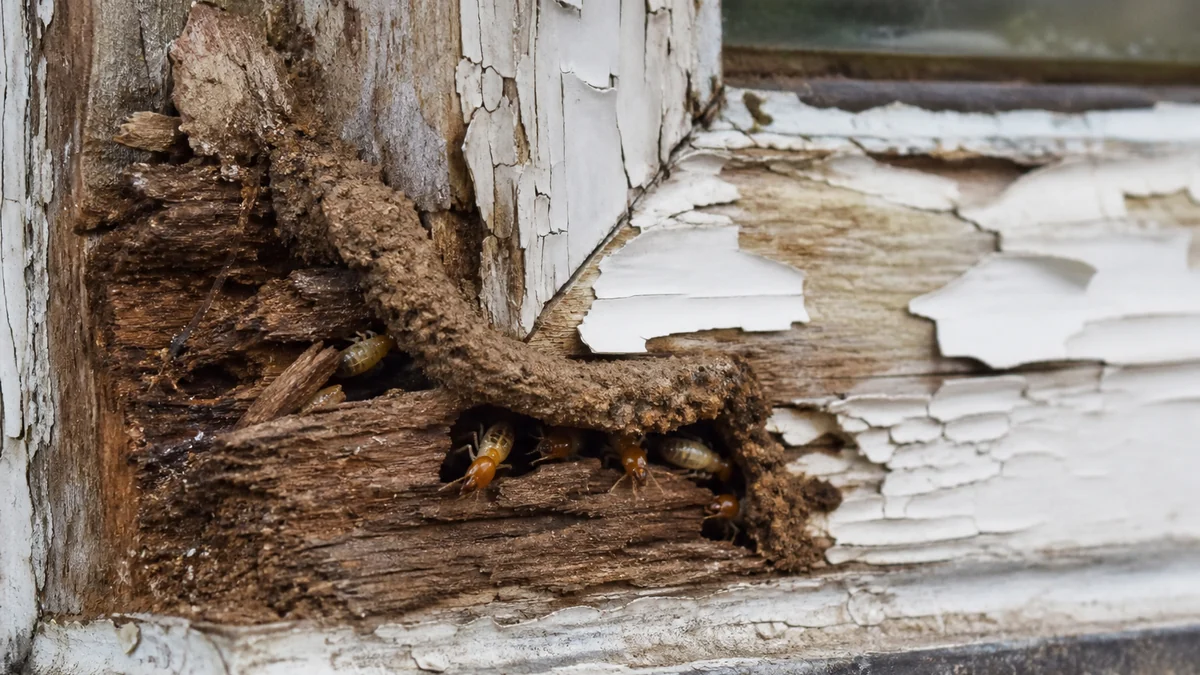 Marco de ventana de madera pintada con abombamiento y deterioro en una esquina
