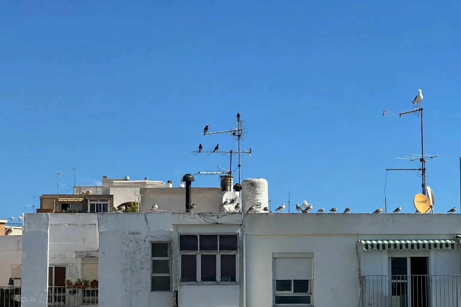 Control de aves urbanas en cubiertas y cornisas