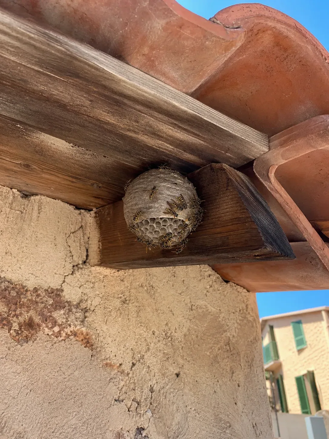 Tratamiento de avispas en Caldes de Montbui — CaldesControl