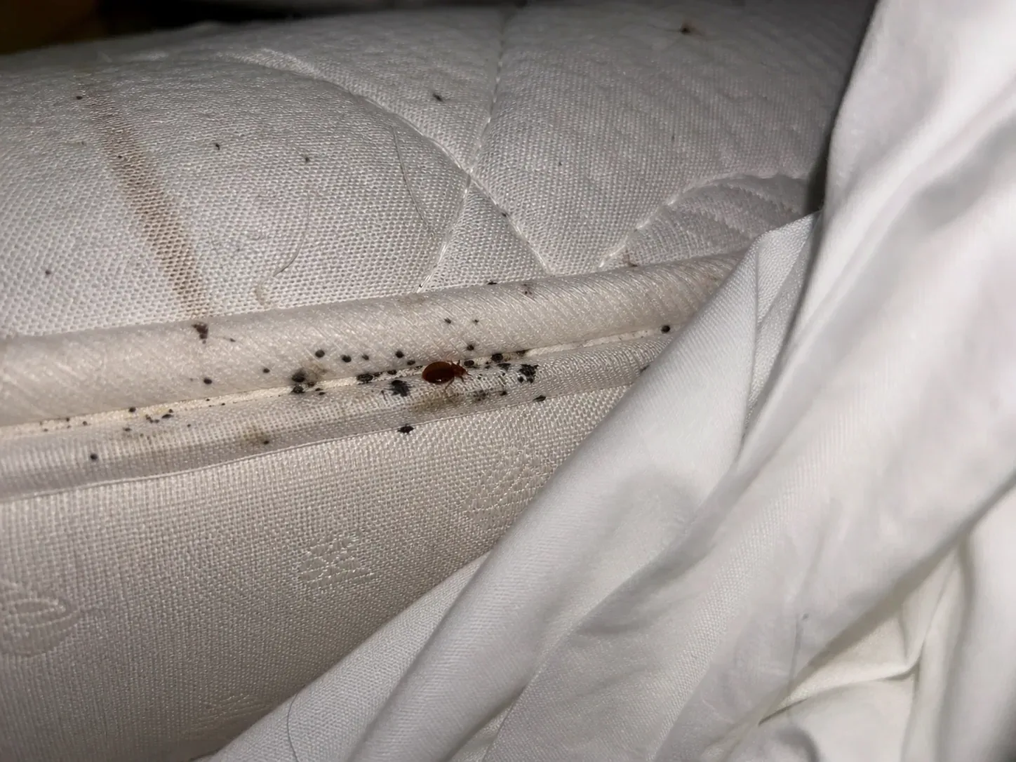 Chinche de cama en la costura de un colchón