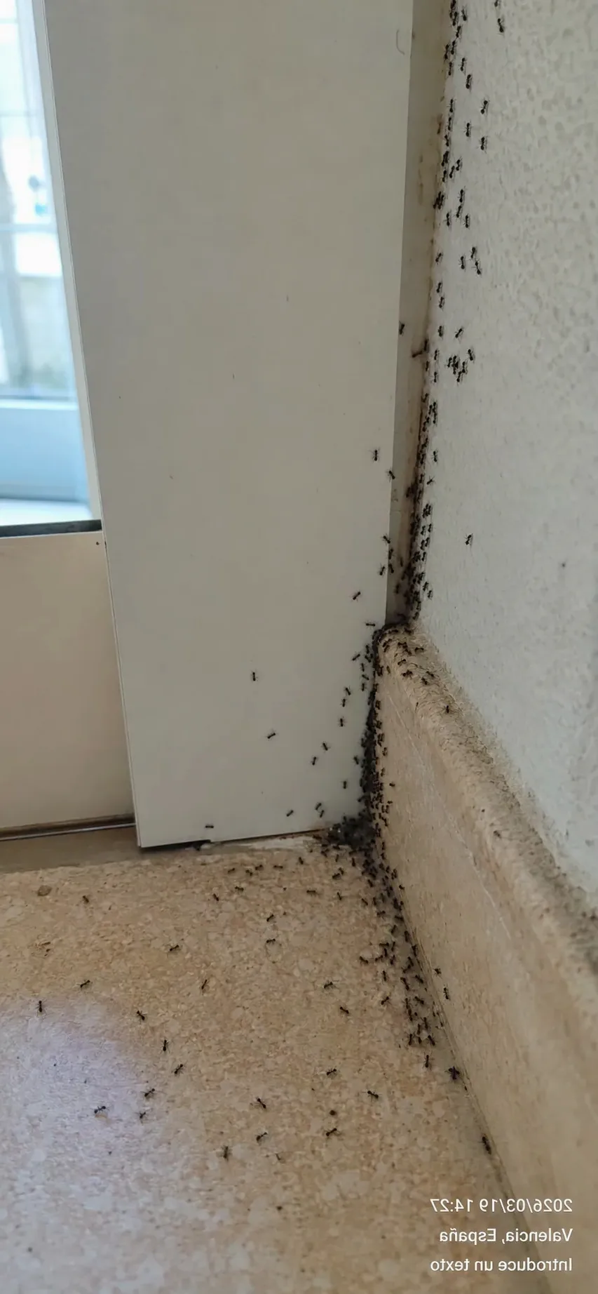 Tratamiento de hormigas en Caldes de Montbui — CaldesControl