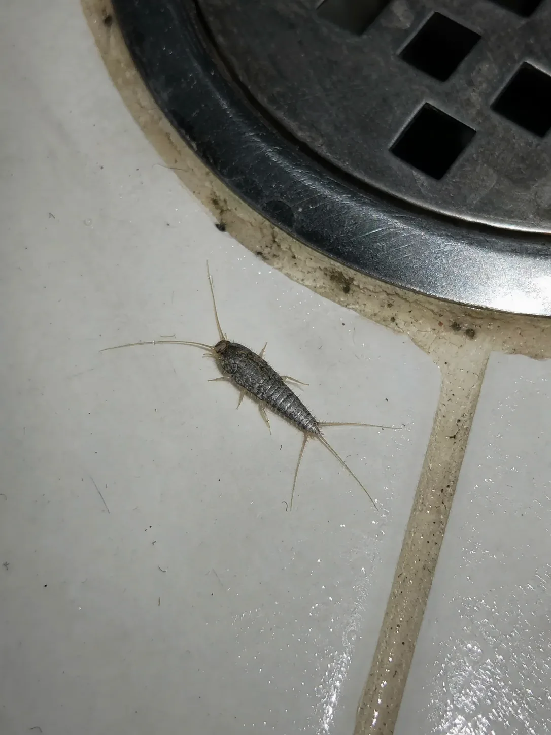 Pececillo de plata junto al desagüe del baño