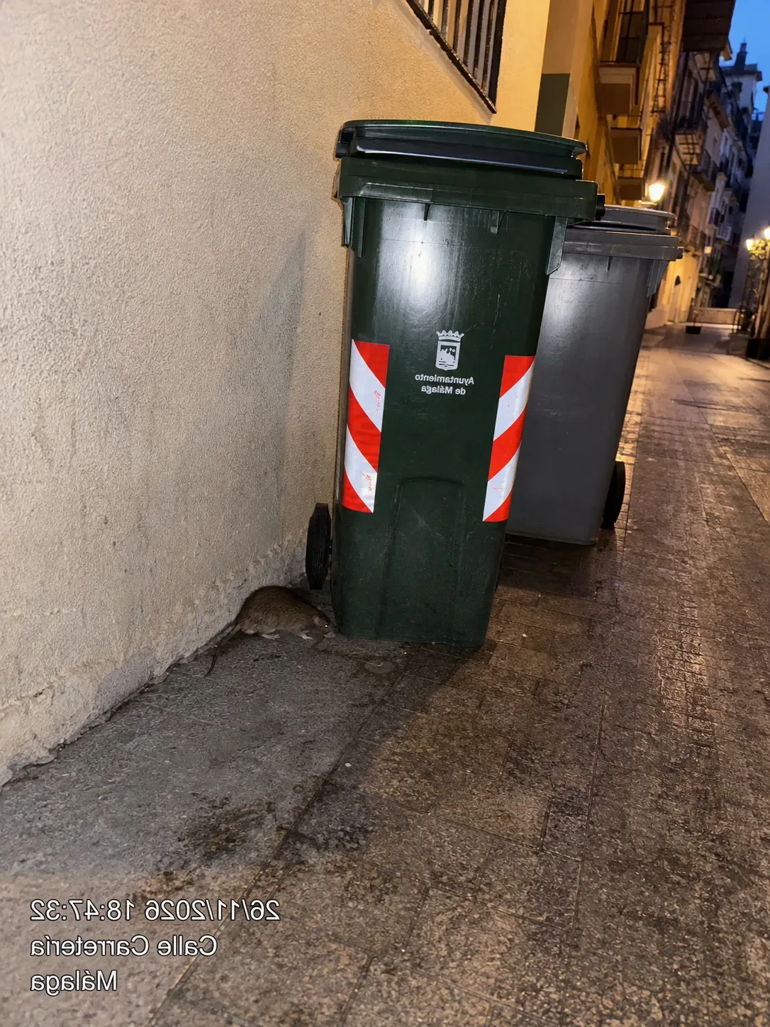 Ruidos en el techo por la noche: ¿son ratas? Cómo saberlo